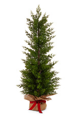 36" Cedar Tree in Burlap Bag