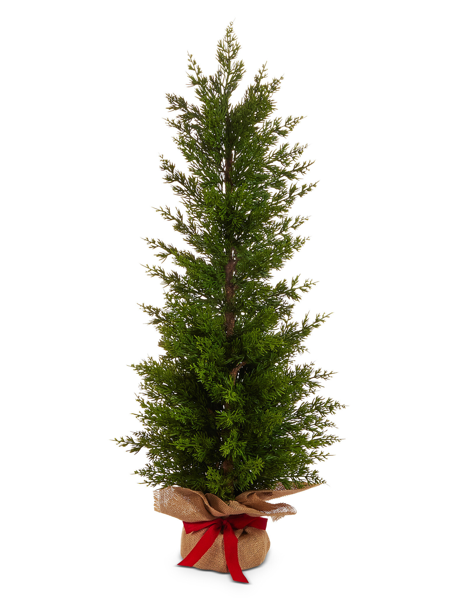 36" Cedar Tree in Burlap Bag