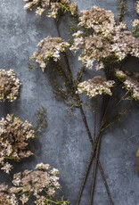 Artificial Queen Anne's Lace, Blush