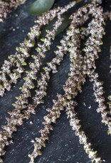 Artificial Amaranthus, Blush