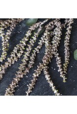 Artificial Amaranthus, Blush