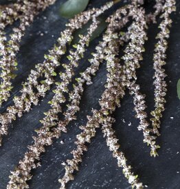Artificial Amaranthus, Blush