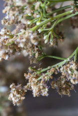 Artificial Butterfly Bush, Natural