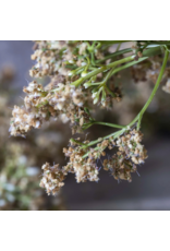Artificial Butterfly Bush, Natural