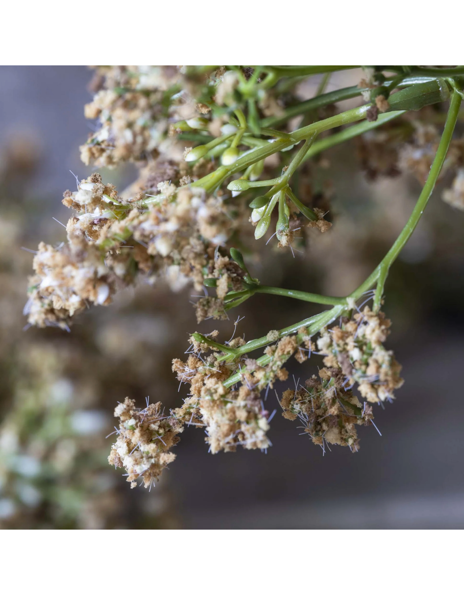 Artificial Butterfly Bush, Natural