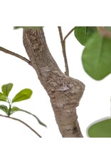 Faux Aralia Tree 8'
