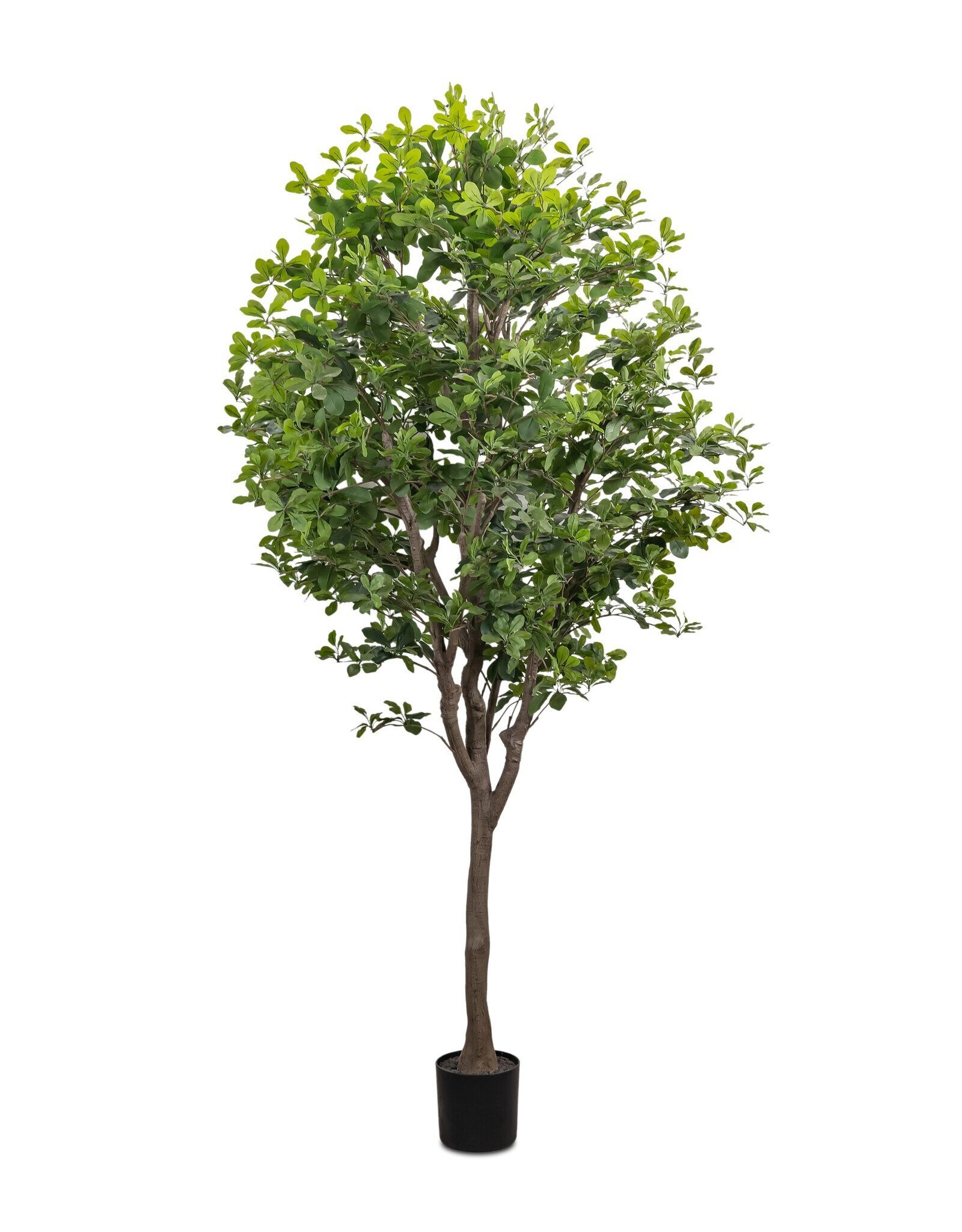 Faux Aralia Tree Faux Aralia Tree •