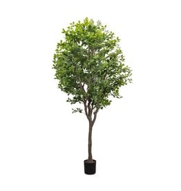 Faux Aralia Tree  8'
