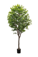 Faux Aralia Tree 8'