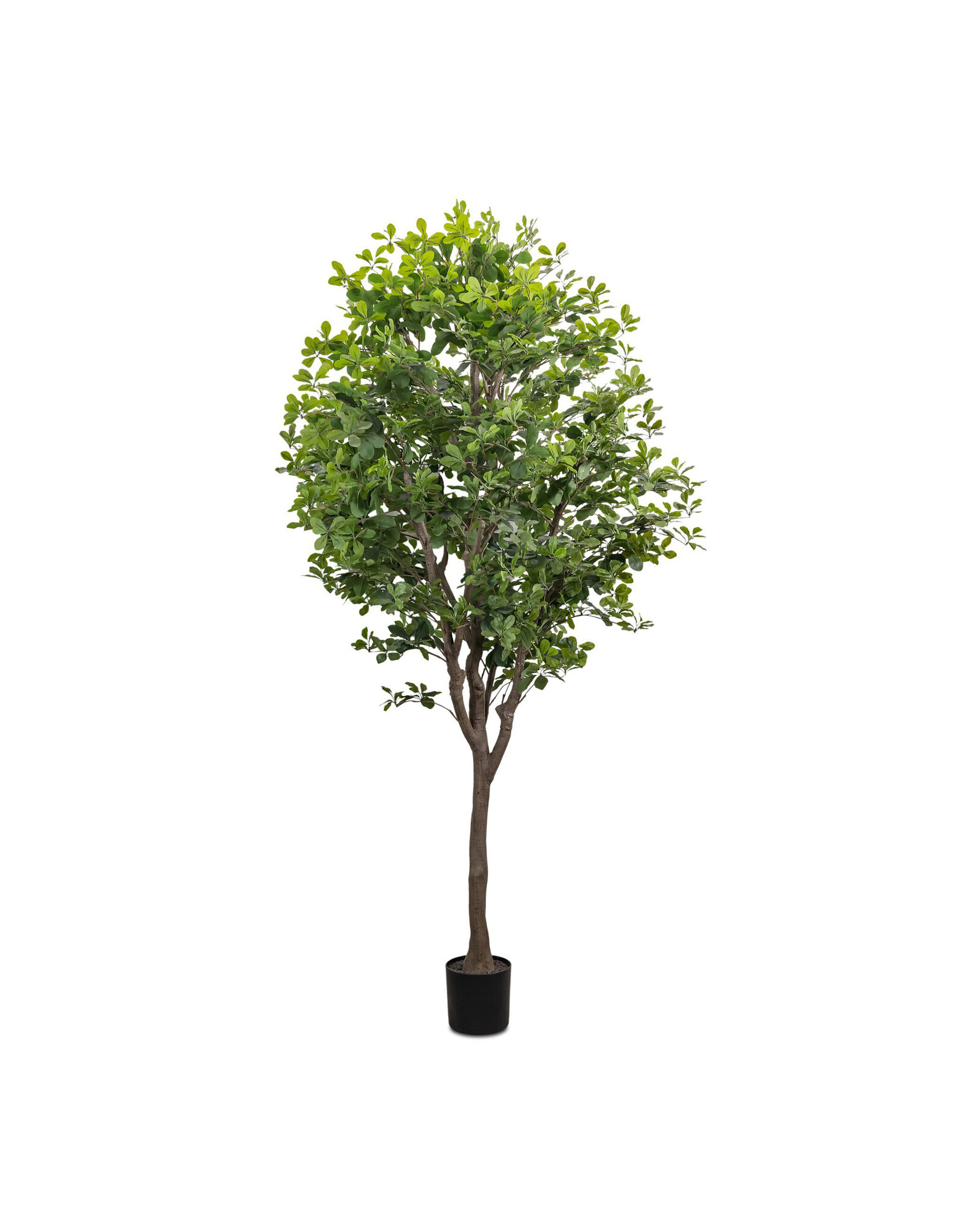 Faux Aralia Tree 8'