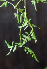 Fern Branch, Soft Green