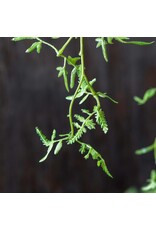 Fern Branch, Soft Green