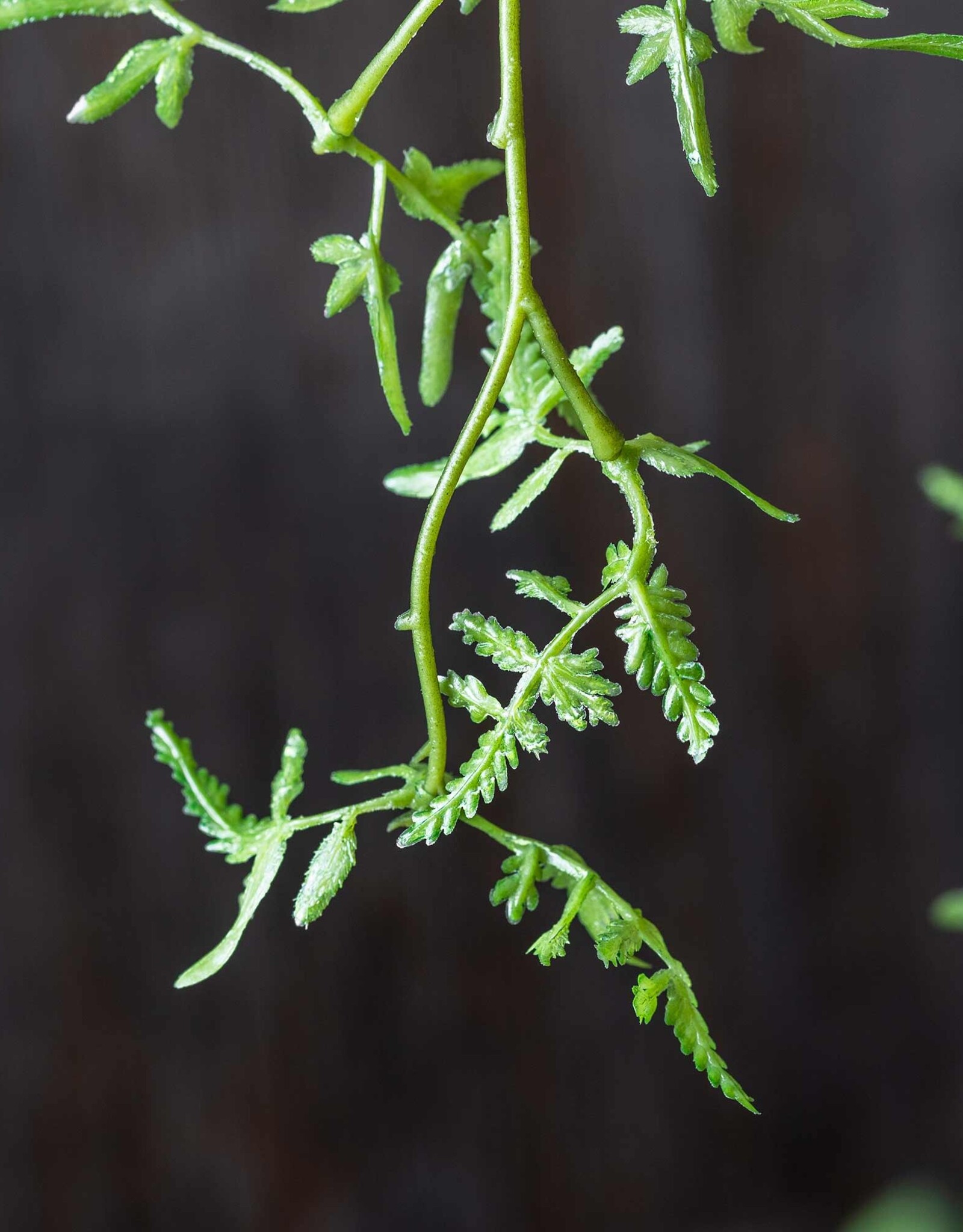 Fern Branch, Soft Green