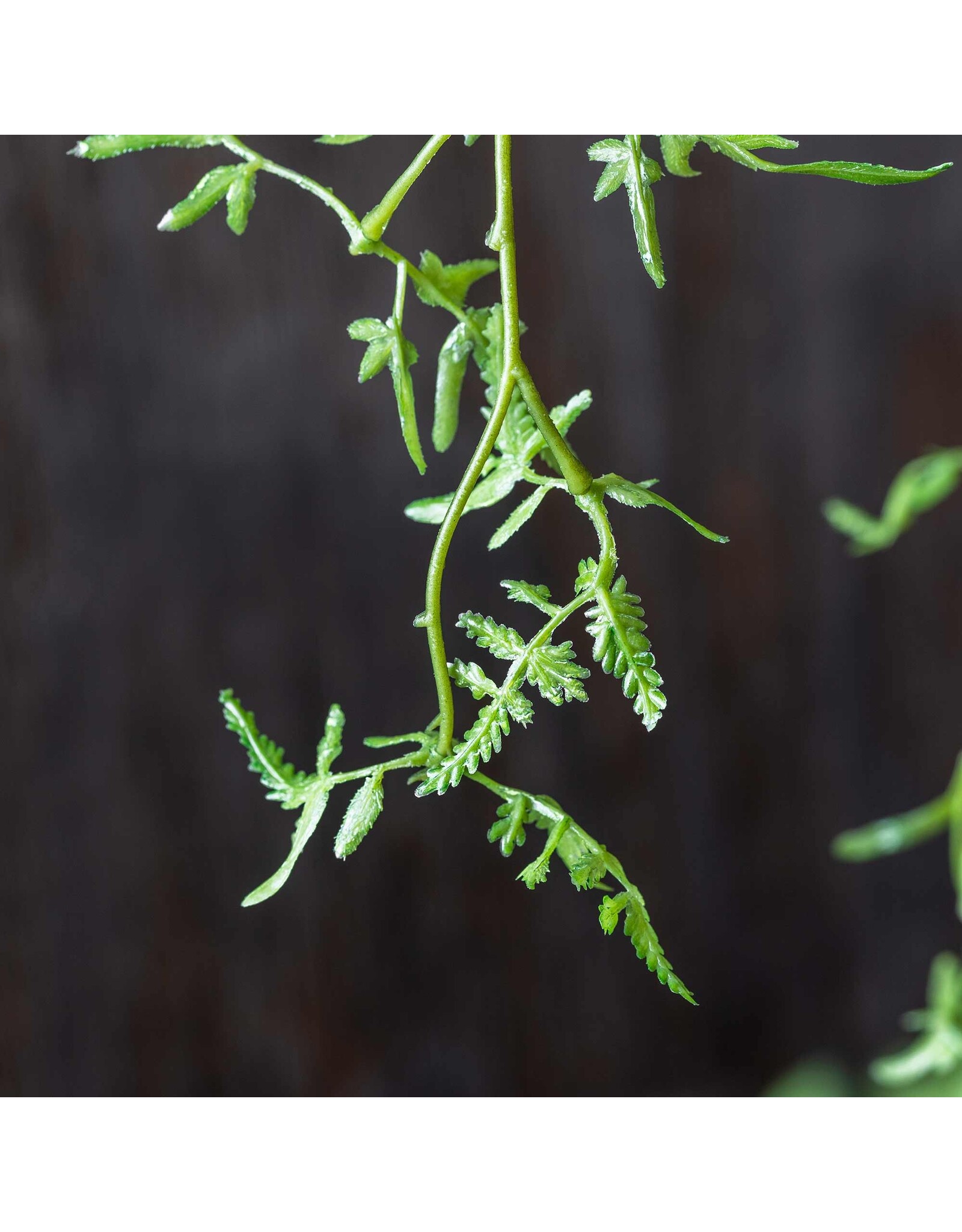 Fern Branch, Soft Green