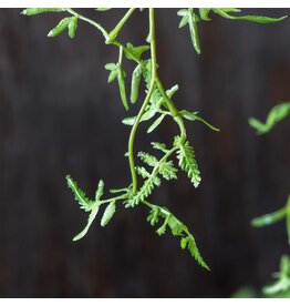 Fern Branch, Soft Green
