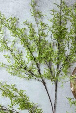 Fern Branch, Soft Green