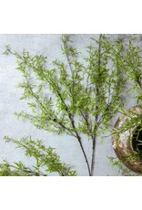 Fern Branch, Soft Green