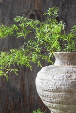 Fern Branch, Soft Green