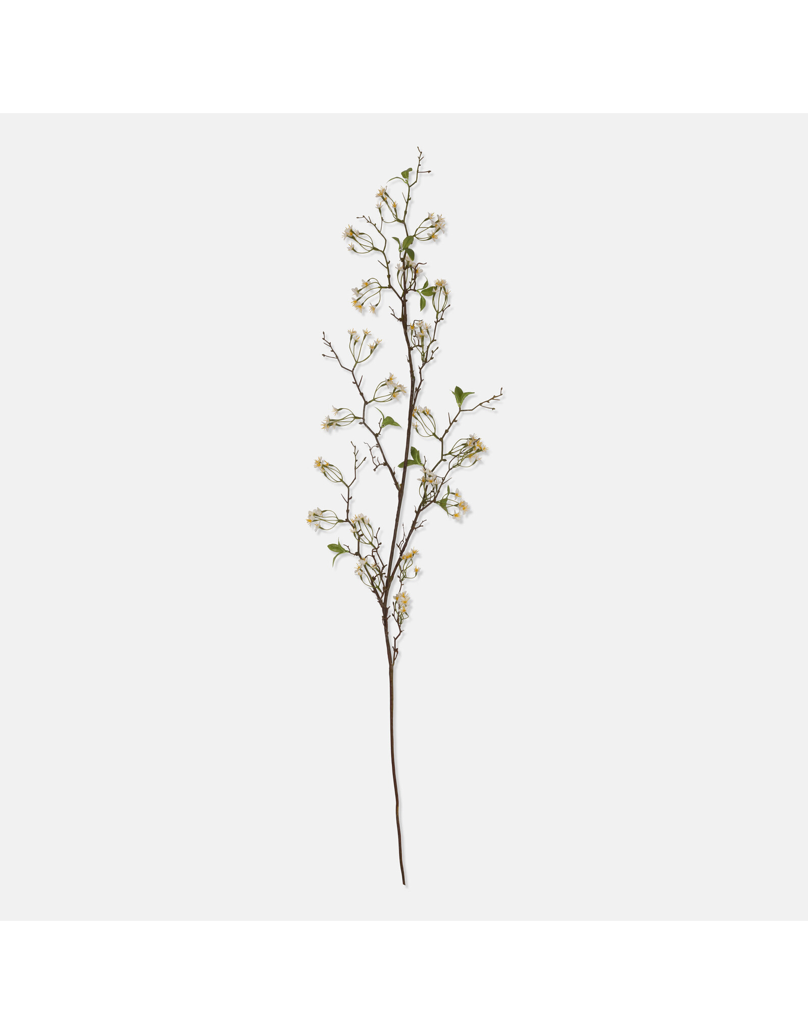 Wild Cherry Blossom