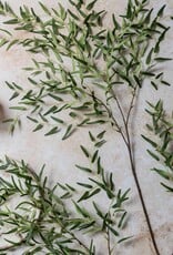 Willow Branch, Forest Green