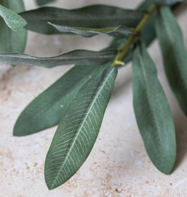 Olive Branch, Soft Green