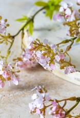 Cherry Blossom, Pink