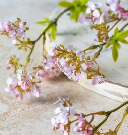 Cherry Blossom, Pink