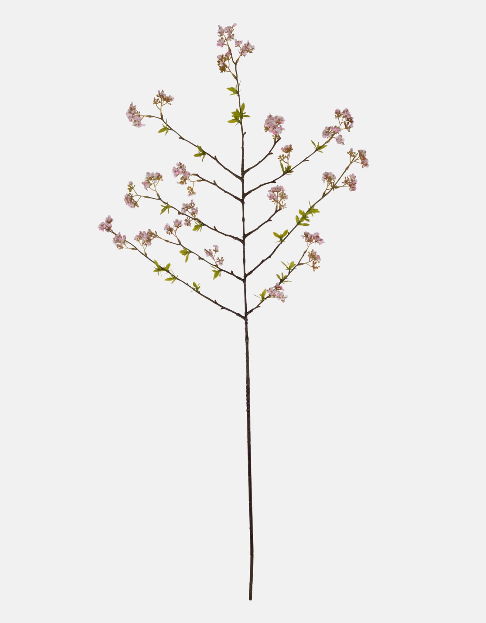 Cherry Blossom, Pink