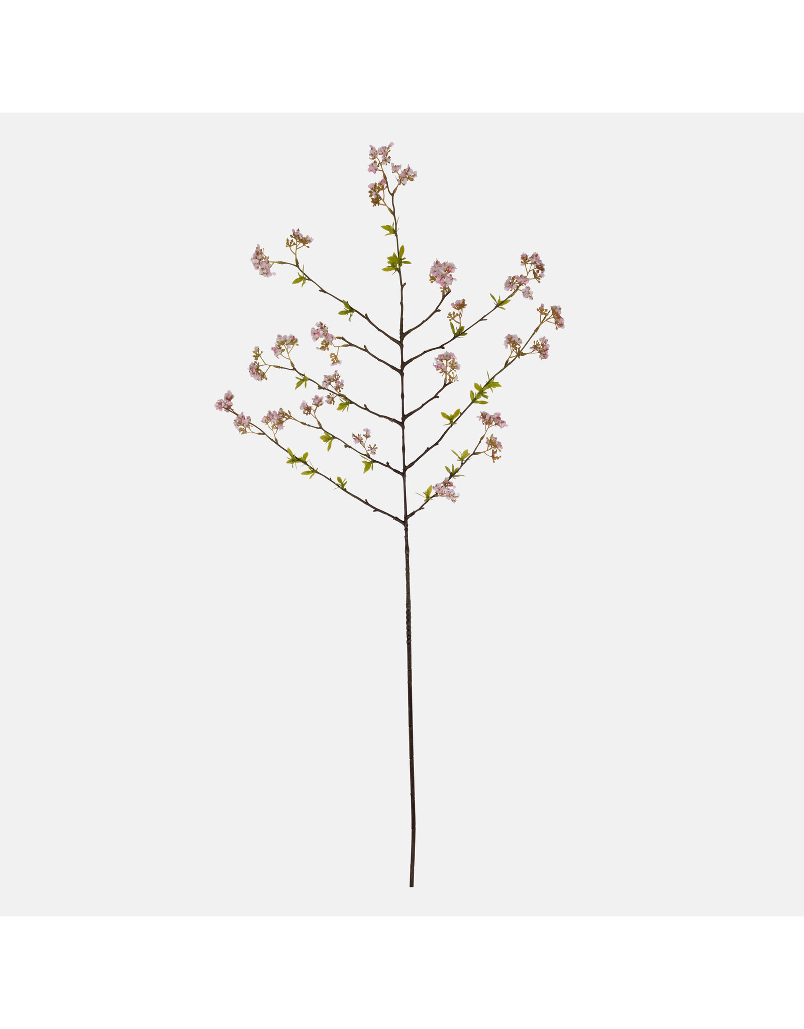 Cherry Blossom, Pink