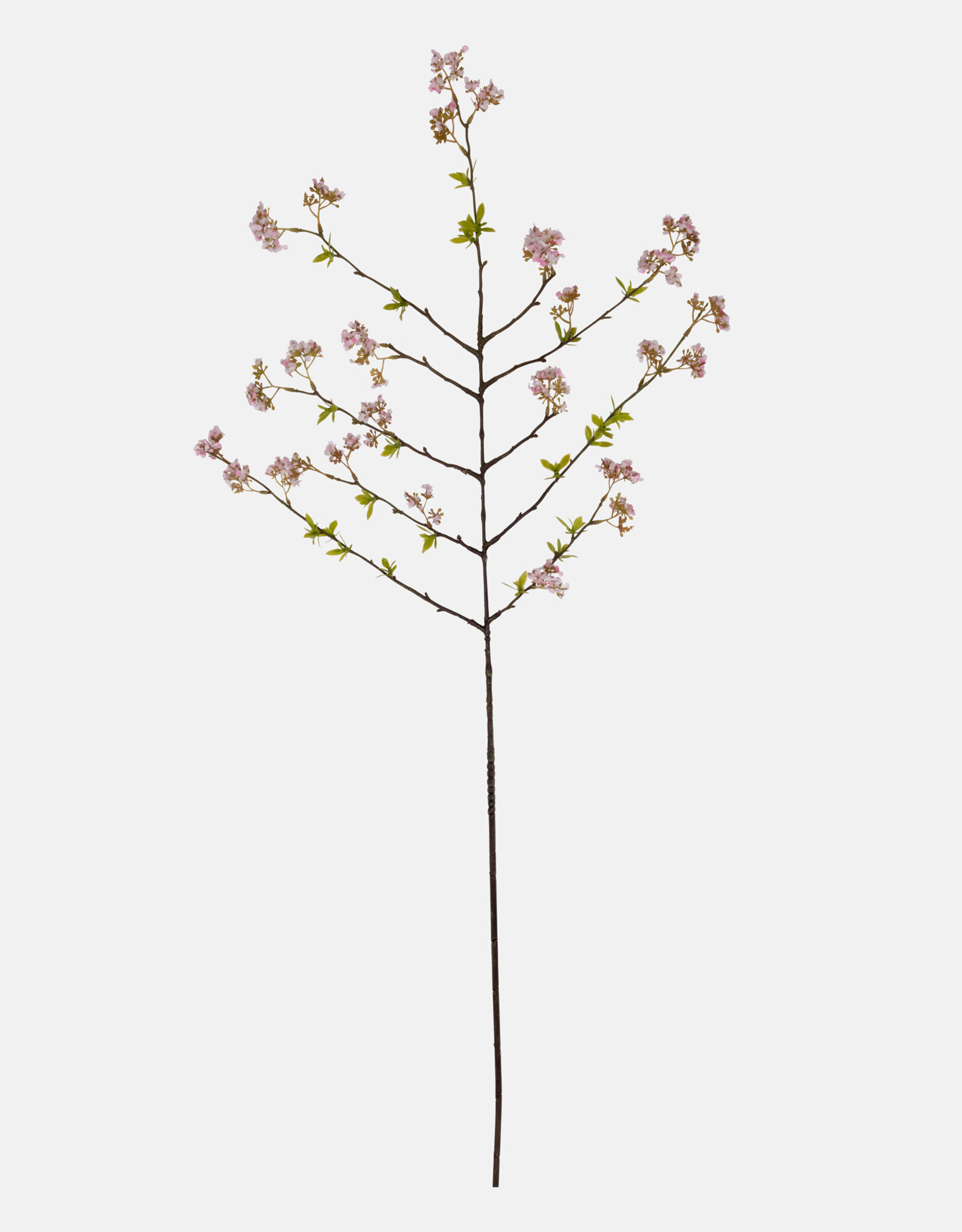 Cherry Blossom, Pink