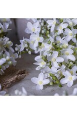 Lilac Stem, White