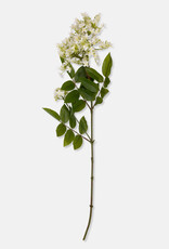Lilac Stem, White