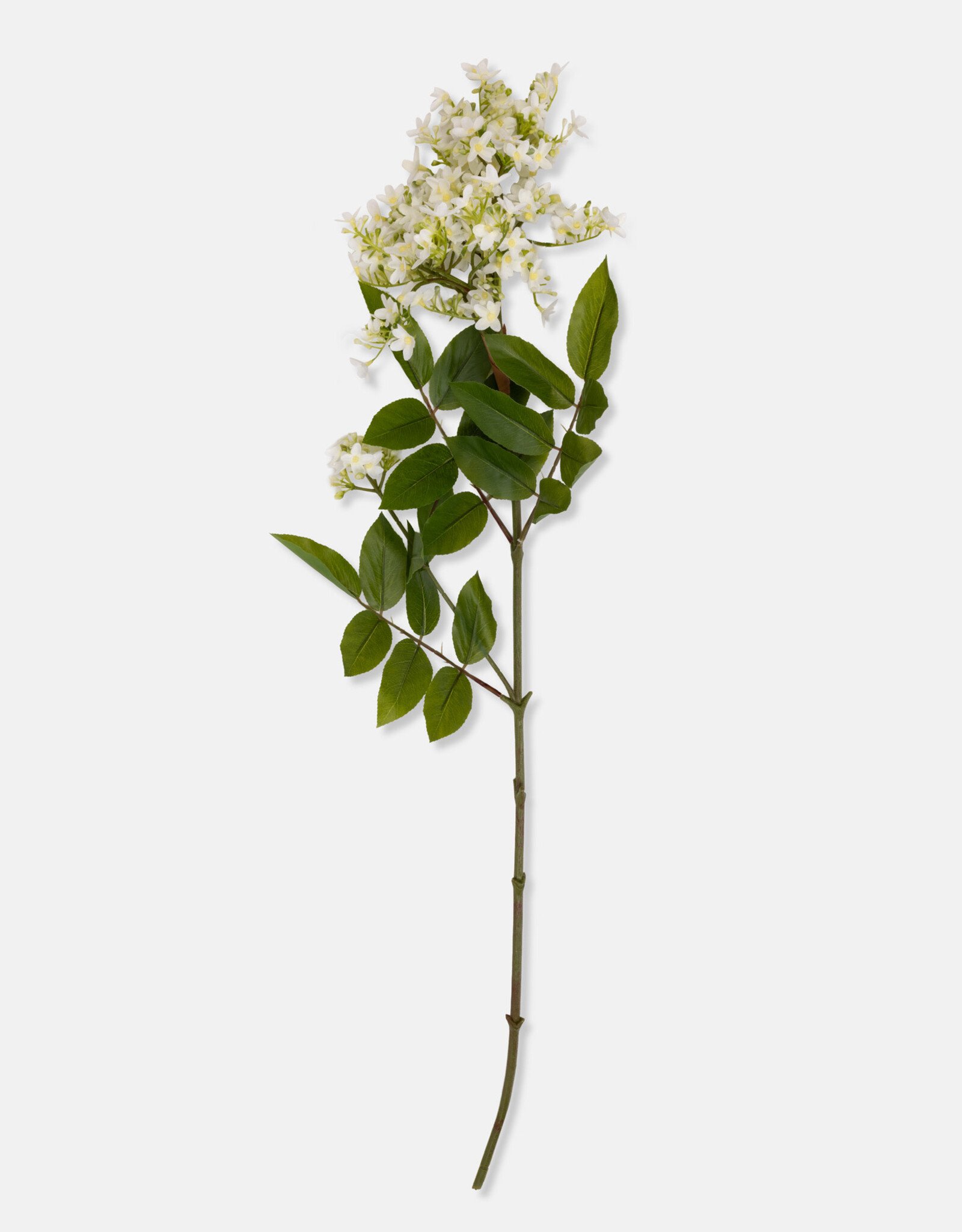 Lilac Stem, White