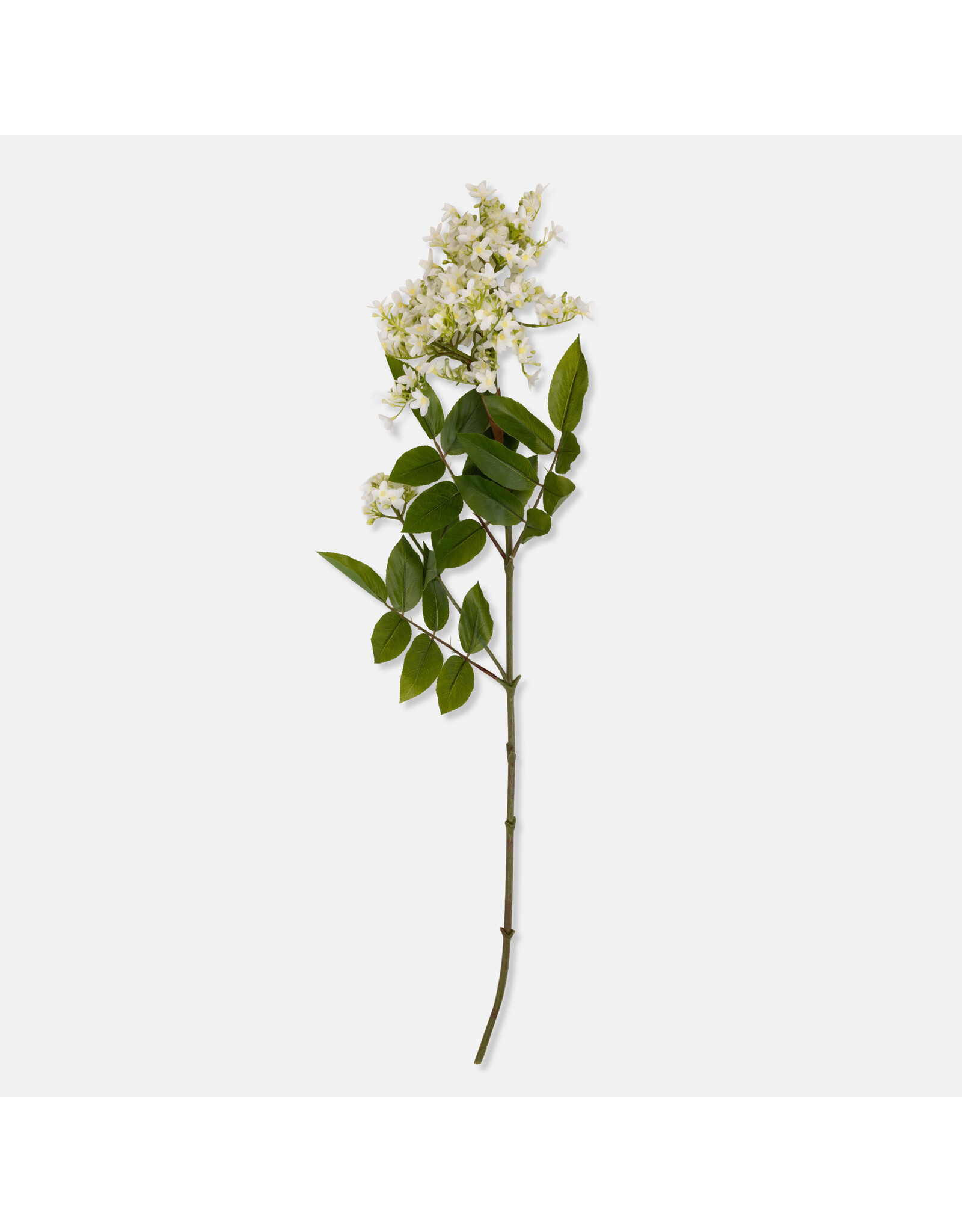Lilac Stem, White