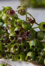 Rosehip Bunch, Olive