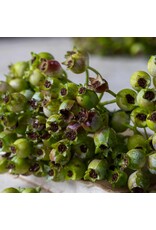 Rosehip Bunch, Olive