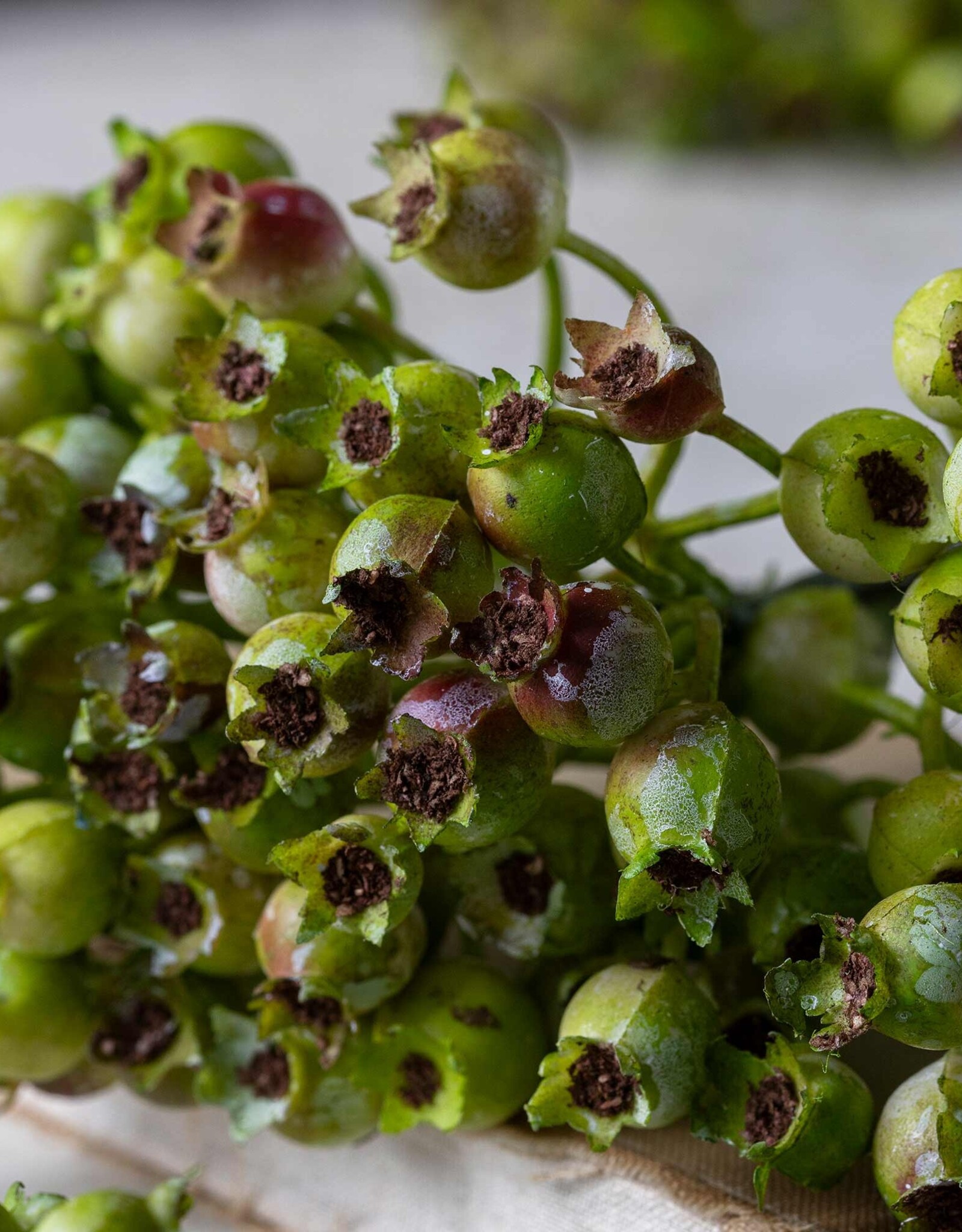 Rosehip Bunch, Olive