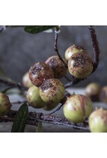 Rosehip, Dappled
