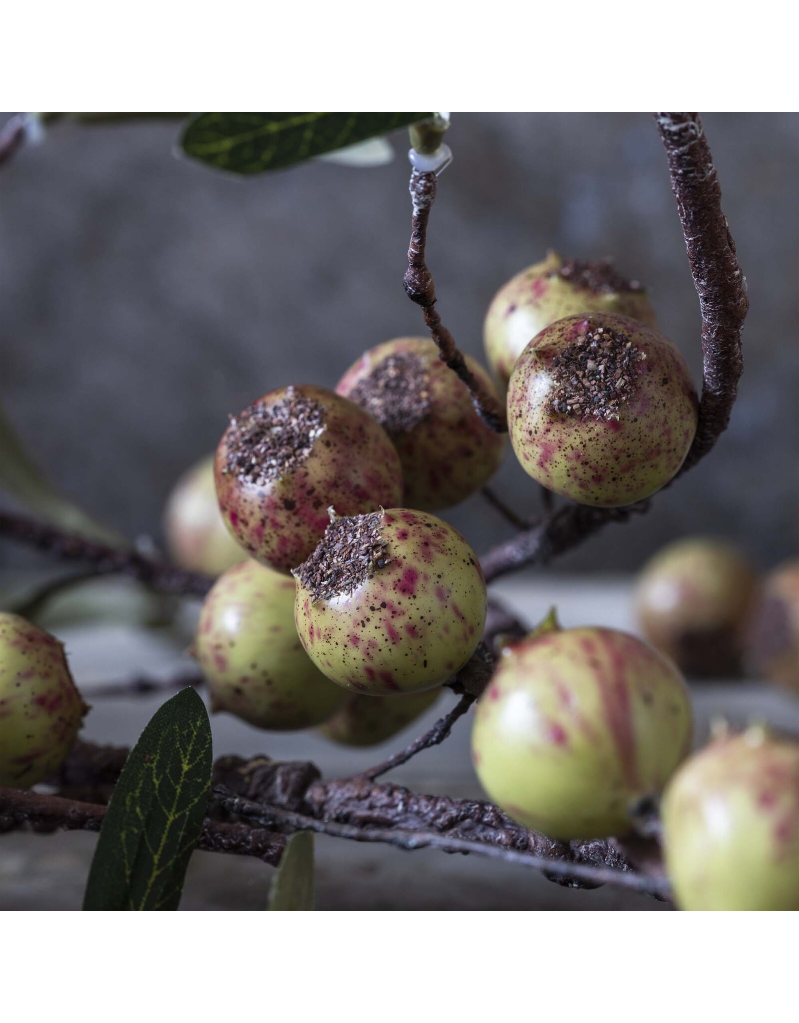 Rosehip, Dappled