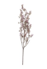 Berry Branch, Lilac