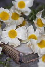 Cosmos Meadow, Buttermilk