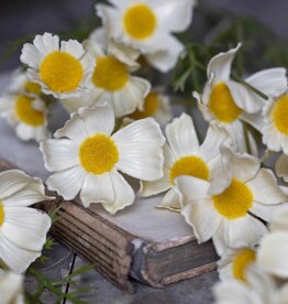 Cosmos Meadow, Buttermilk