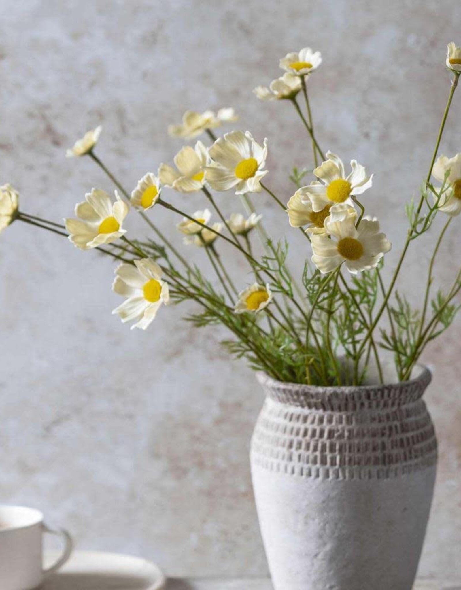 Cosmos Meadow, Buttermilk