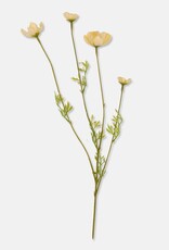 Cosmos Meadow, Buttermilk