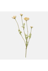 Cosmos Meadow, Buttermilk
