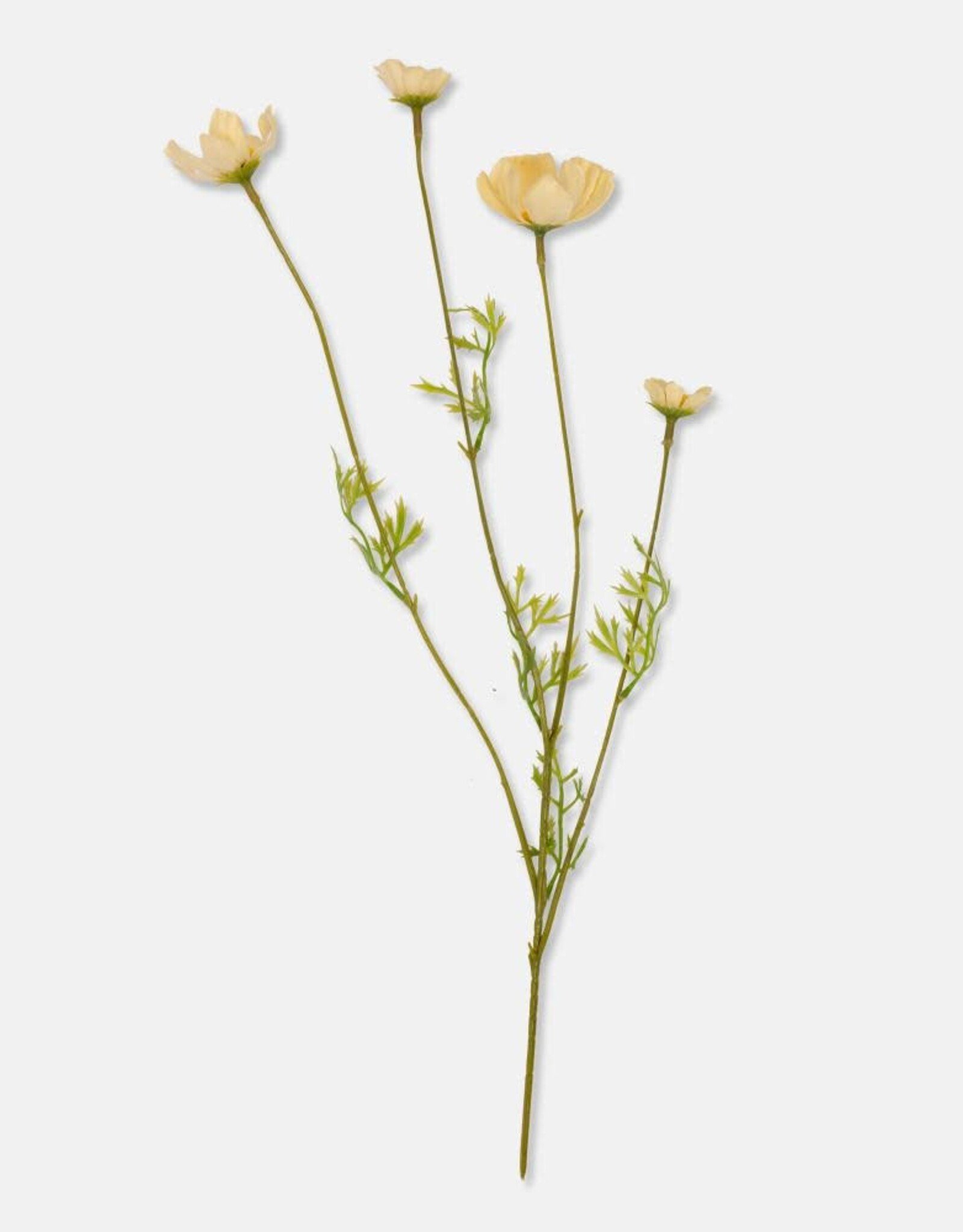 Cosmos Meadow, Buttermilk