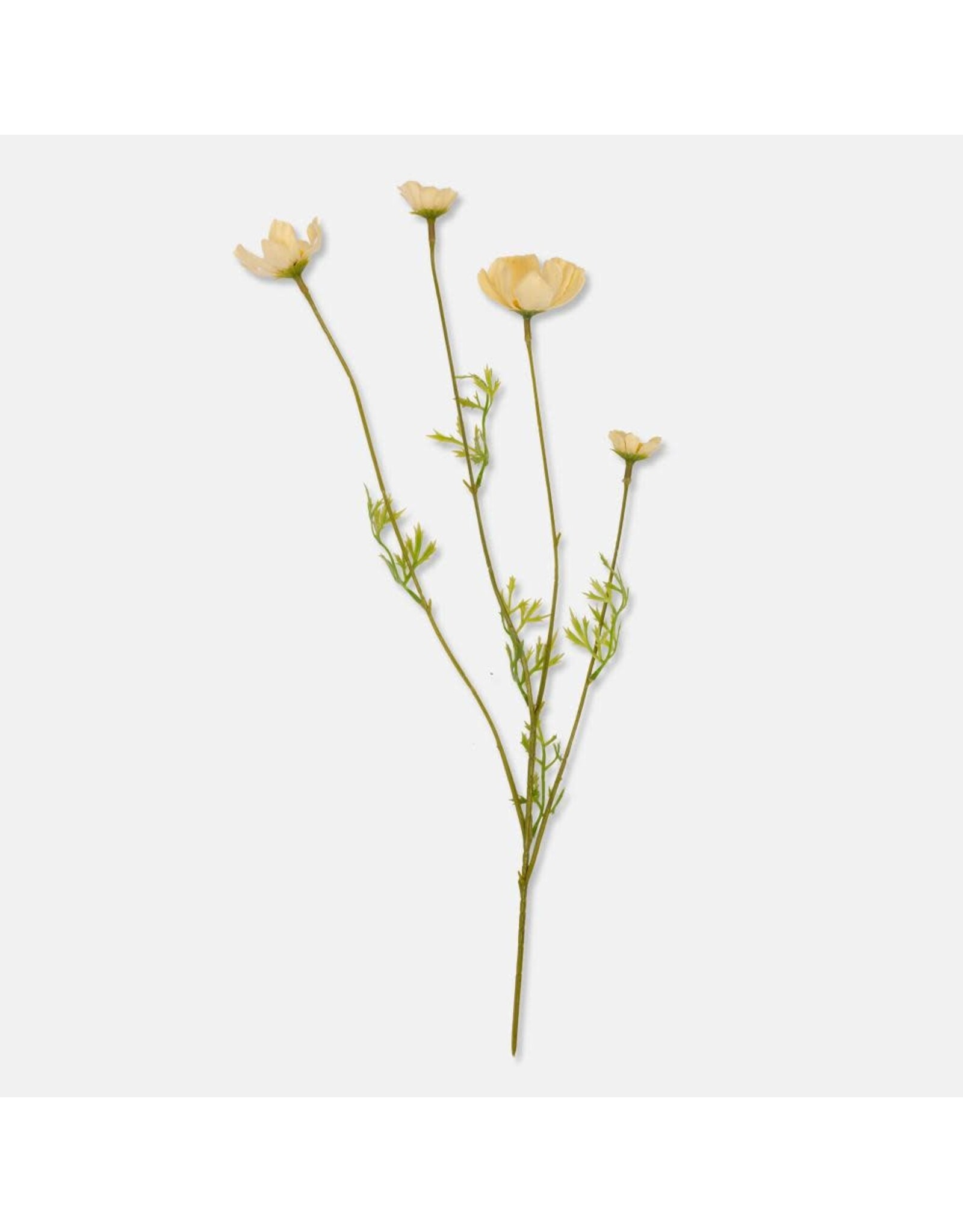 Cosmos Meadow, Buttermilk