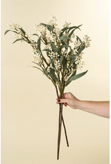 Flowering Eucalyptus Branch