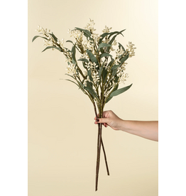 Flowering Eucalyptus Branch
