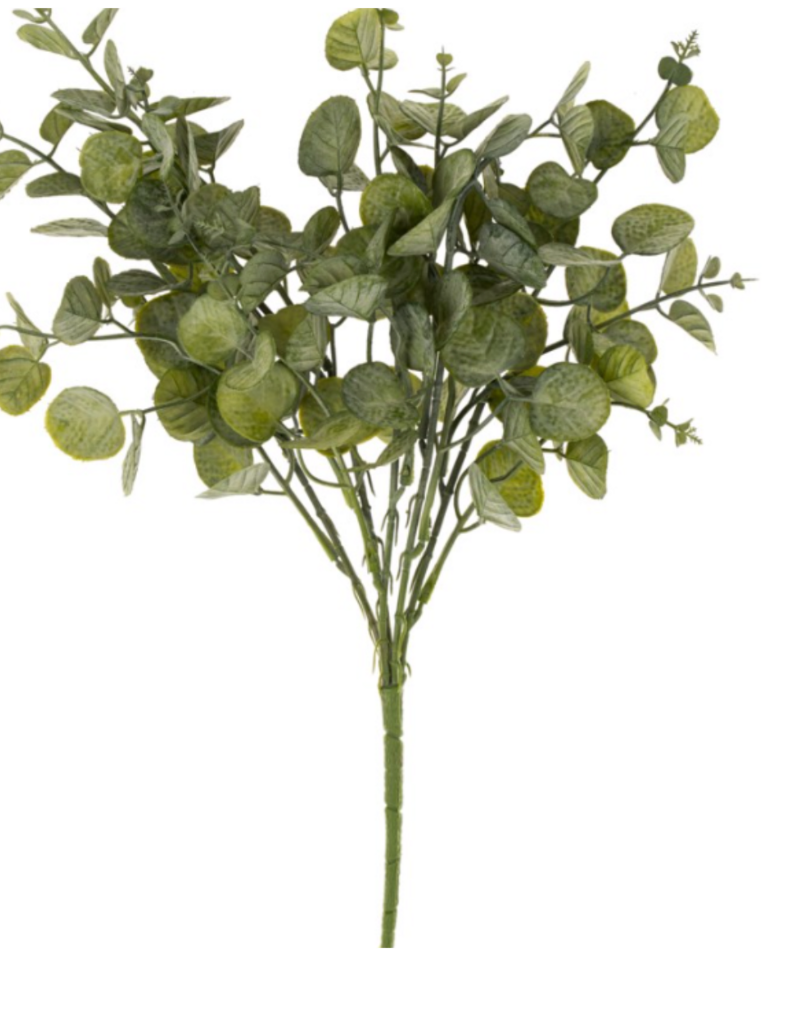 Eucalyptus Spray, Green